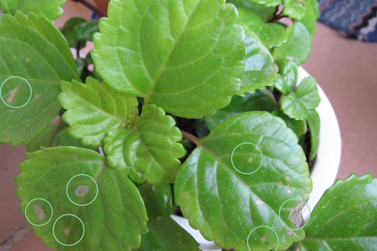 Remedios para las Enfermedades de la Planta del Dinero