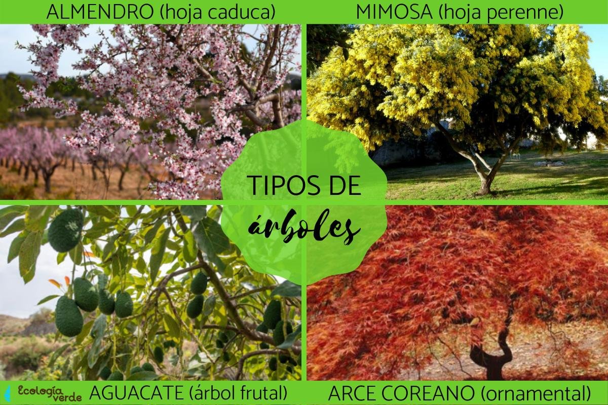 Tipos de árboles: características y variedades