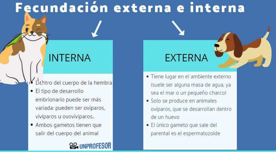 Tipos de Fecundación: Características y Clasificación en Seres Vivos