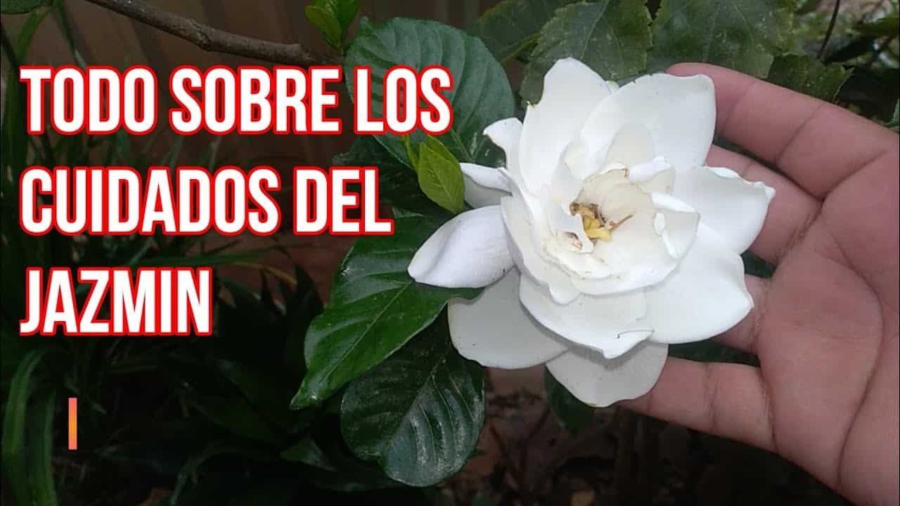 Todo sobre el jazmín del Cabo: cultivo, cuidados y más Todo sobre el jazmín del Cabo: cultivo, cuidados y más
