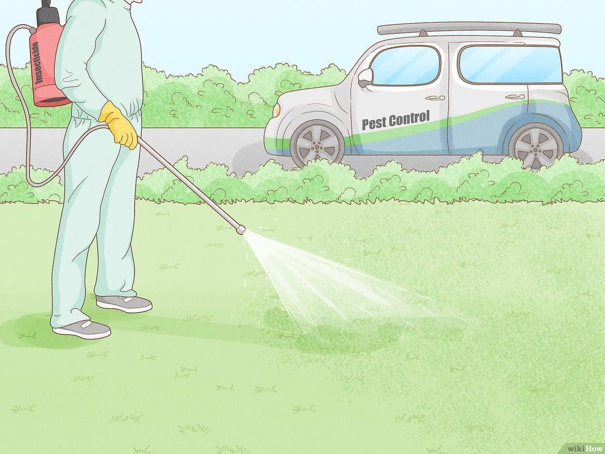 ¿Cómo sacar ranas de casa? – Consejos útiles para deshacerte de ellas