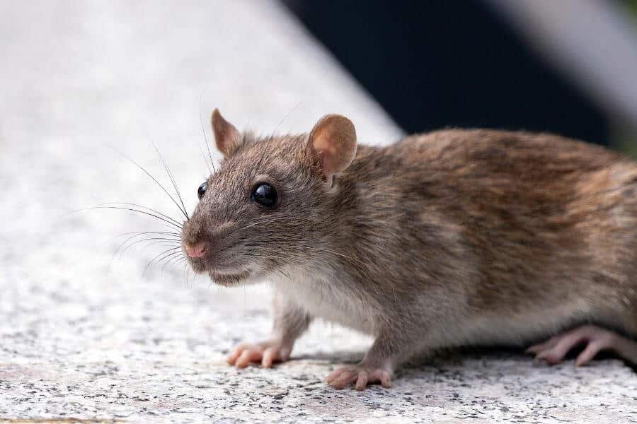 Conoce la dieta de los ratones silvestres en su hábitat natural y en tu hogar