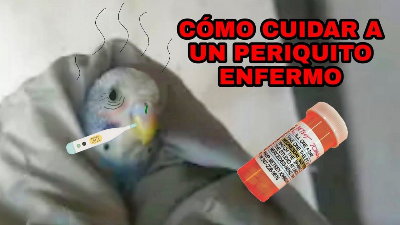 Consejos para cuidar a tu loro enfermo: qué darle para su recuperación