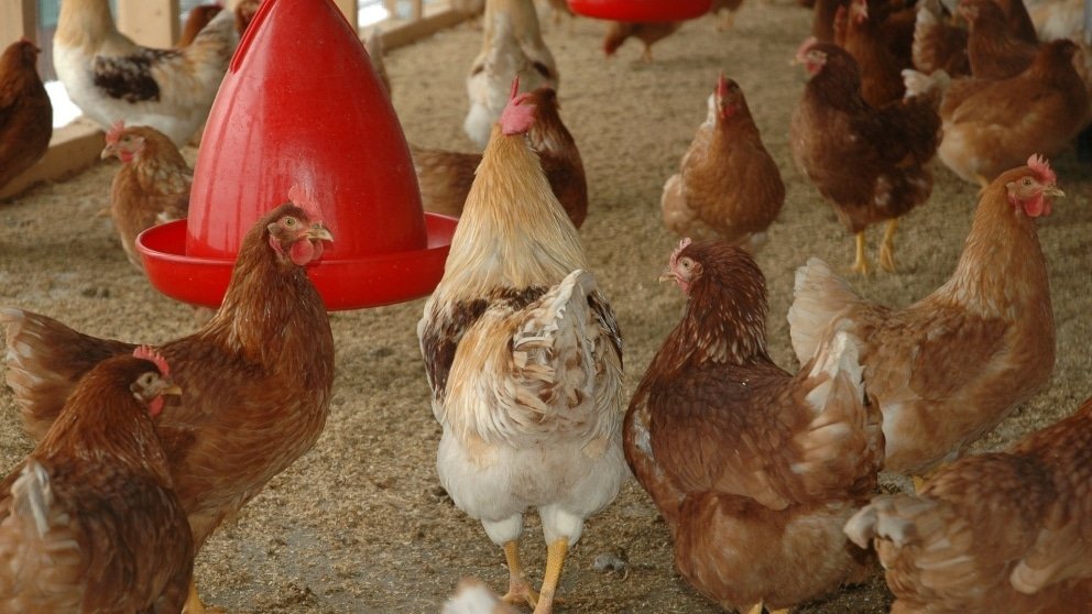 Consejos para un gallinero ideal para gallinas ponedoras