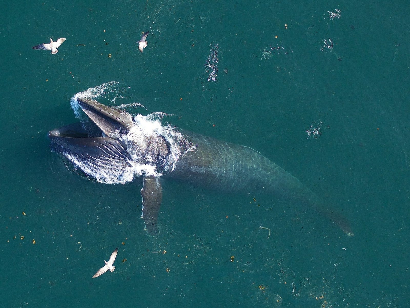 Descubre la alimentación de las ballenas: qué comen y cómo lo hacen