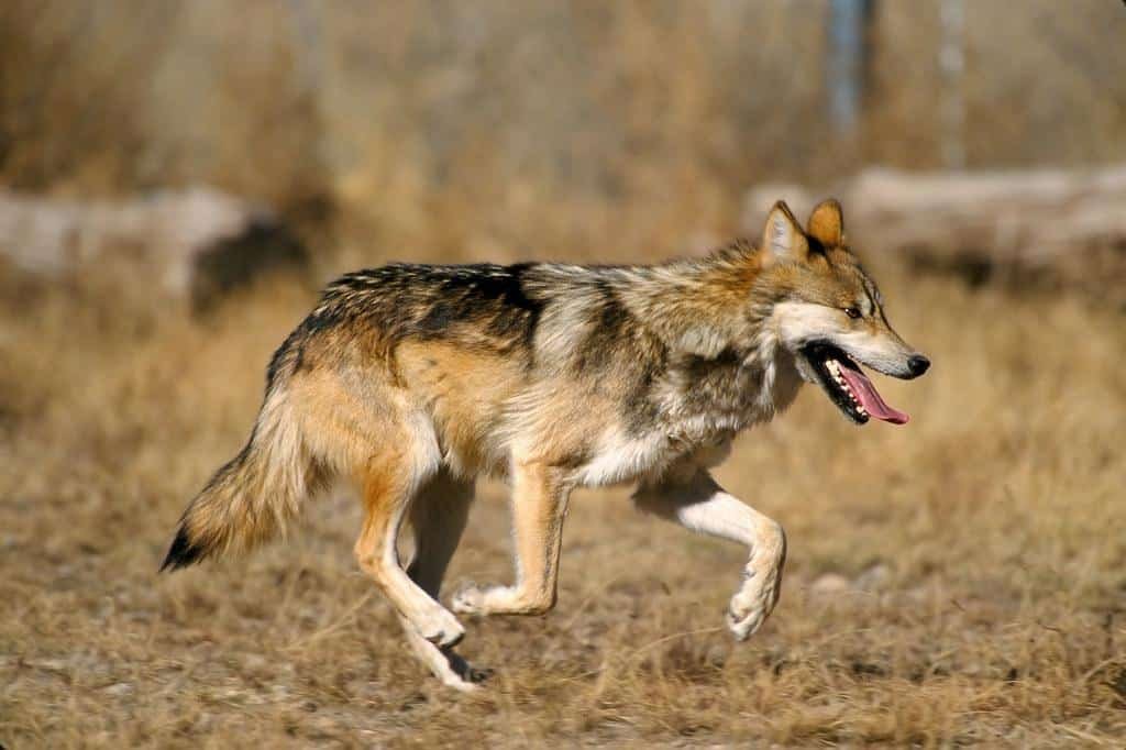 El lobo gris: en peligro de extinción por estas razones